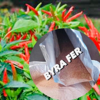 How to make rooting fertilizer for chili pepper