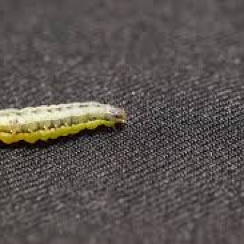 Symptoms of fall armyworm in maize