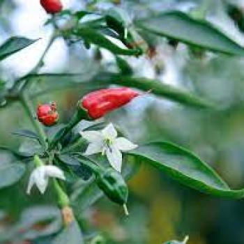 Formulations of bloom booster fertilizer for chili pepper