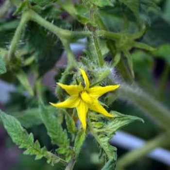 Growing Tomato From Seeds To Harvest | How Long Do Tomato Take To Grow ...