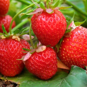 Formulations of rooting liquid fertilizer strawberry plants