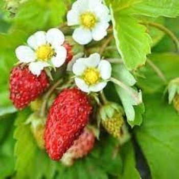 Flowering of strawberry plants | Types fo pepper plants