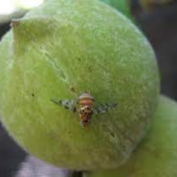 How to control mediterranean fruit fly