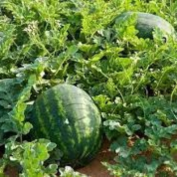 Fertilizer For watermelon Plants | Properties of liquid fertilizer for watermelon