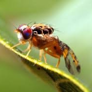 How to kill mediterranean fruit fly