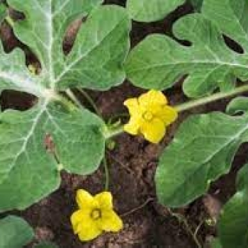 How to root watermelon plants | Rooting watermelon plants