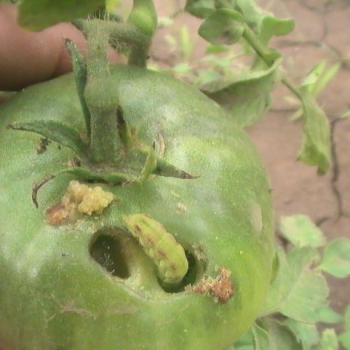 Damage caused by tuta absoluta on tomato