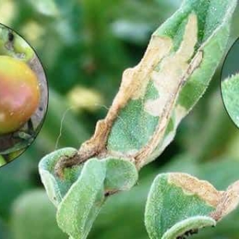 Controlling tuta absoluta in tomato