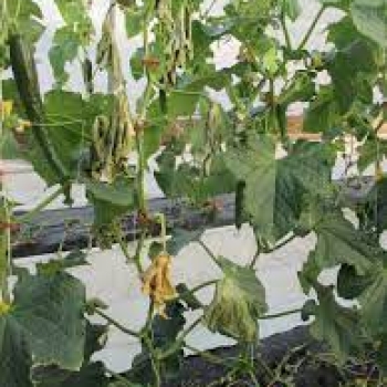 Management of Fusarium wilt of cucumber