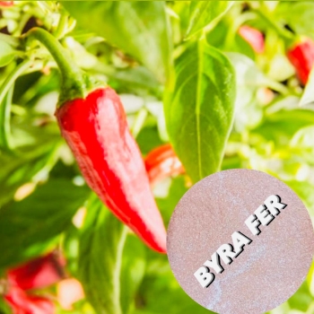 Effect of rooting fertilizer for growth chili pepper plants