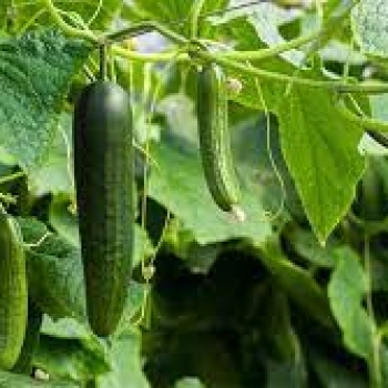 How to root cucumber plants