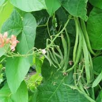 Fertilizer For bean Plants | Properties of liquid fertilizer for beans