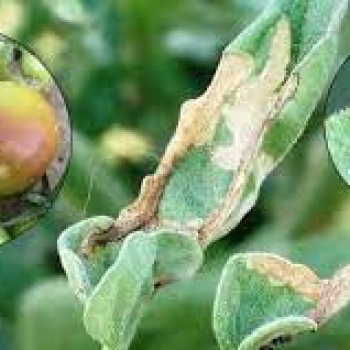 Preventing tuta absoluta in tomatoes