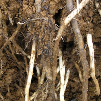 Bananas Root-Knot Nematode Control and treatment