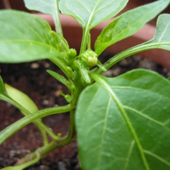 Guide to Growing Serrano Pepper Plants | FORMÜLLLER | MAINSOAPS