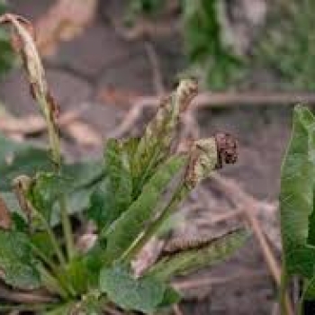 Does Fusarium wilt affect plants?