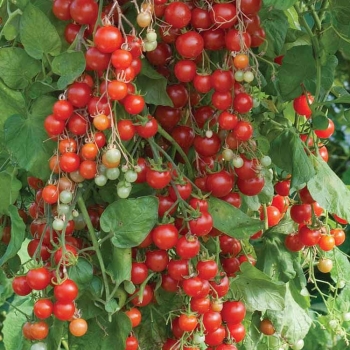 Rooting fertilizer formulations and production process for tomato plants