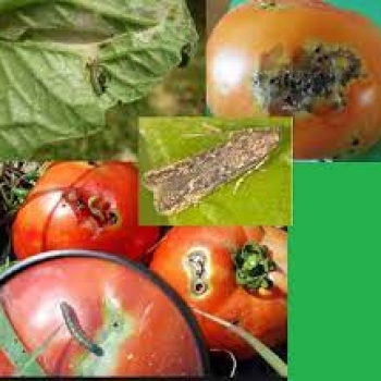 How does tuta absoluta damage tomato plants?