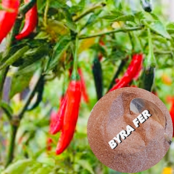 Rooting compound for chili pepper plants | Root fertilizer for chili pepper plants