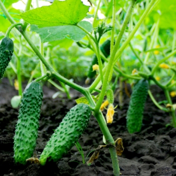 When to use rooting liquid fertilizer for cucumber plants