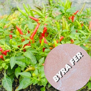 Rooting fertilizer formulations and production process for chili pepper plants