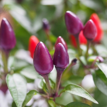 Ornamental Pepper Plant Care