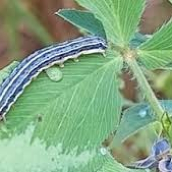 Production process of organic compound to control fall armyworm