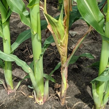 Management of Fusarium wilt in corn