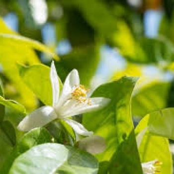 Formulations of bloom booster fertilizer for citrus