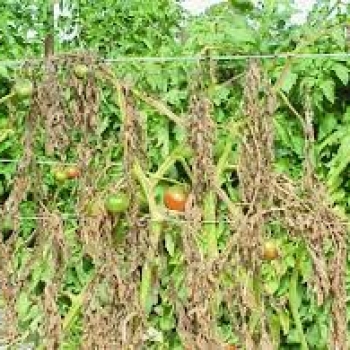 Fusarium wilt disease of tomato