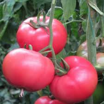 PEMBE DOMATES NEDİR | PEMBE DOMATES ÇEŞİTLERİ PEMBE DOMATES NEDİR | PEMBE DOMATES ÇEŞİTLERİ