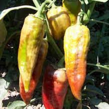 BİBER MOZAİK VİRÜS HASTALIĞI (Cucumber mosaic vırus) İLE MÜCADELE YÖNTEMİ