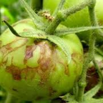 Domates Mozaik Virüsü Hastalığı neden olur | Tedavisi