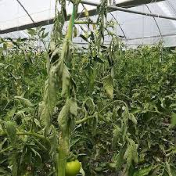 Domateste Bakteriyel Kanser hastalığı ve tedavi yöntemleri