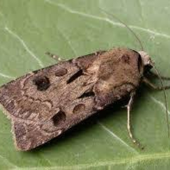 BİBERDE BOZKURT ZARARLISI VE MÜCADELESİ