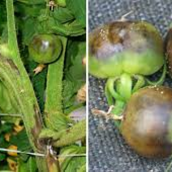 Domates Bakteriyel Solgunluk ( Ralstonia solanacearum ) ve tedavisi
