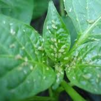 BİBERDE YAPRAK BİTLERİ VE ZARARLARI