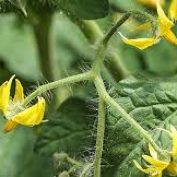 DOMATESTE ÇİÇEK TRİPSİ NASIL KONTROL EDİLİR | MÜCADELESİ