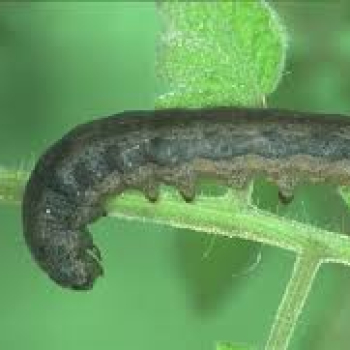 BİBERDE YEŞİLKURT VE MÜCADELE YÖNTEMLERİ