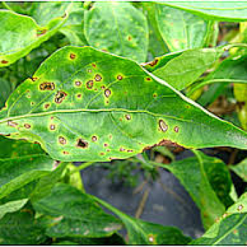 BİBERDE BAKTERİYEL BENEK HASTALIĞI NEDEN OLUR VE ETKİLERİ