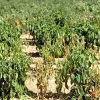 BİBERDE FUSARIUM HASTALIĞI İLE MÜCADELE YÖNTEMLERİ