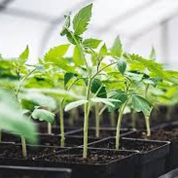 Domates Fidesi bakımı ve İlaçları