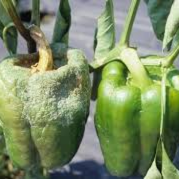 BİBER KÖK BOĞAZI YANIKLIĞI HASTALIĞI ( Phytophthora capsici) NEDİR | MÜCADELESİ